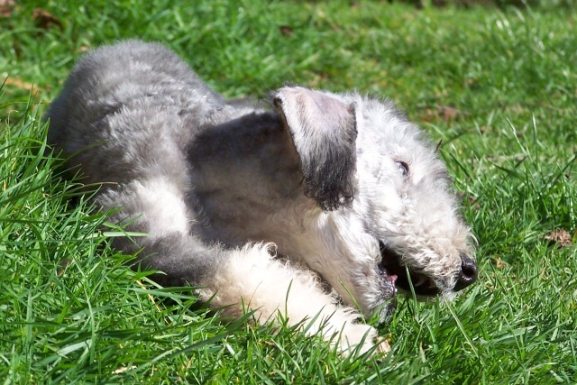 Arc-en-ciel Arlequin 06.04 (22).JPG